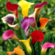 Луковицы Калл в Новошахтинске — лучшие сорта!